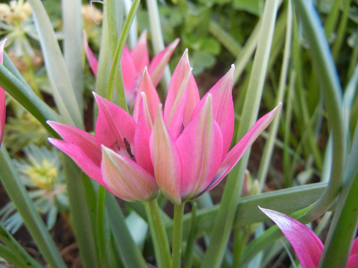 Tulipa Little Beauty (2012, April 30)