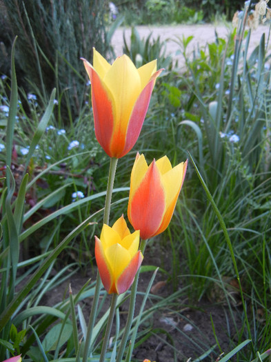 Tulipa clusiana Chrysantha ('12, May 01) - Tulipa Chrysantha