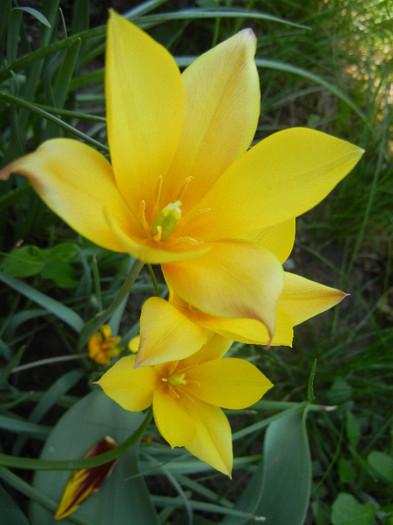 Tulipa clusiana Chrysantha ('12, May 01) - Tulipa Chrysantha