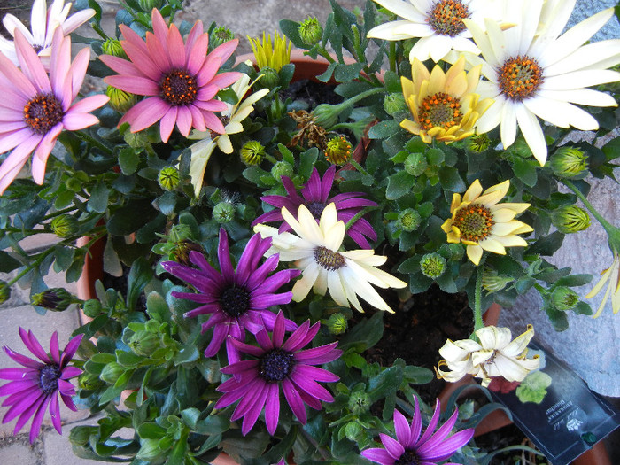 African Daisy (2012, May 03)