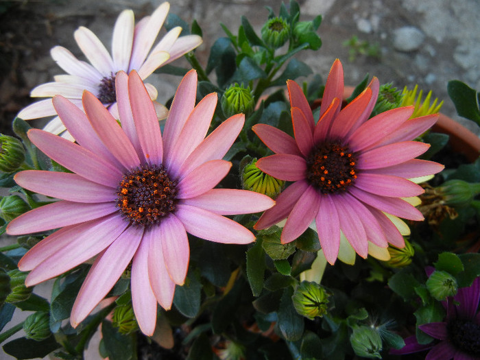 African Daisy (2012, May 03)