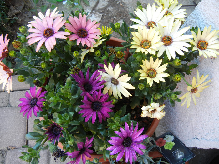 African Daisy (2012, May 03)