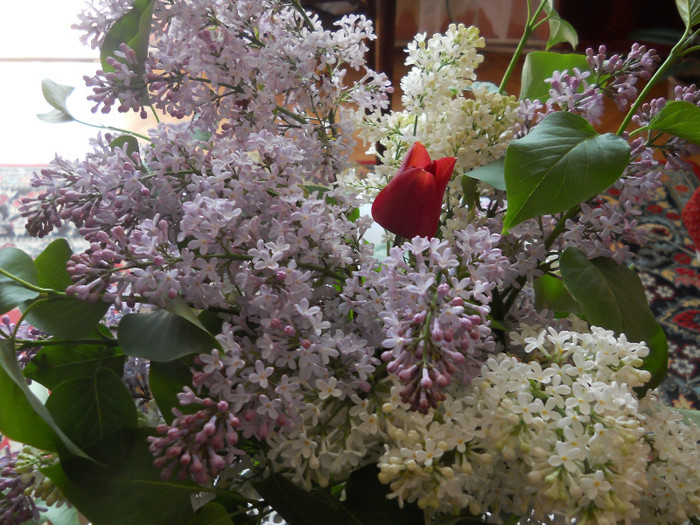 s-or veşteji în glastră