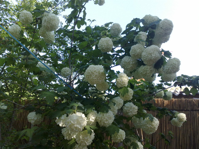 03052012 - Viburnum sau Calin