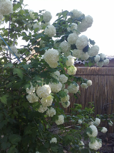 03052012 - Viburnum sau Calin