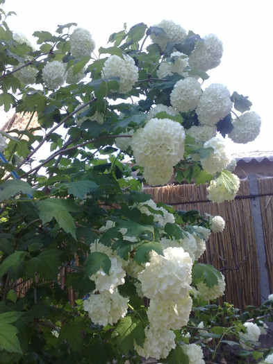 03052012 - Viburnum sau Calin