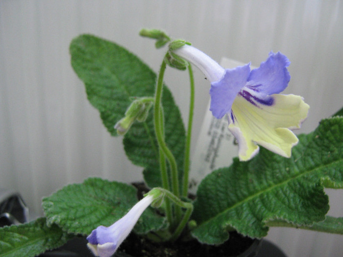  - streptocarpus Harlequin Blue