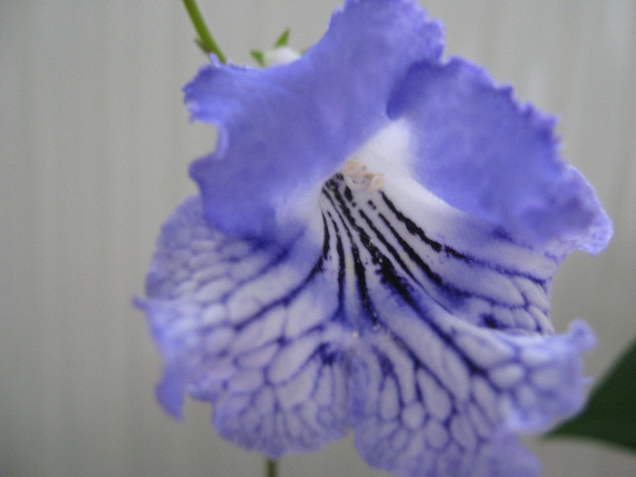  - streptocarpus CF Avgustina