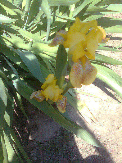 Clau^^1847 - flori de gradina 2012