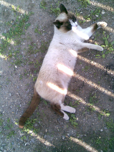 "nu am chef azi..." - vorba cantecului