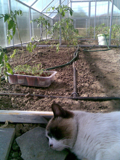 am pres la intrarea in sera..