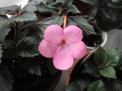 cascade flash pink - 1 ACHIZITII PLANTE 2012