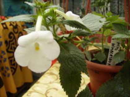 himalayan angel - 1 ACHIZITII PLANTE 2012