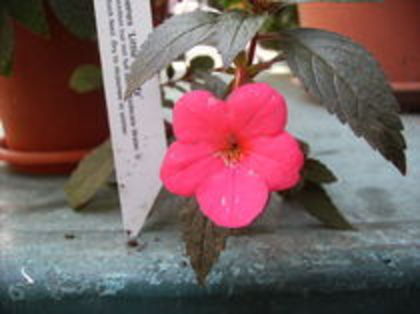 little beauty - 1 ACHIZITII PLANTE 2012