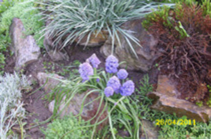 muscari - 1 ACHIZITII PLANTE 2012