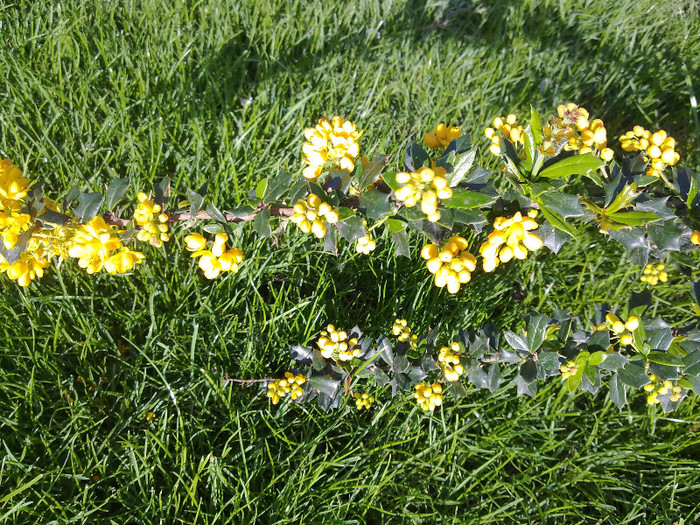 Berberis inflorit - 0021 GRADINA in 2012