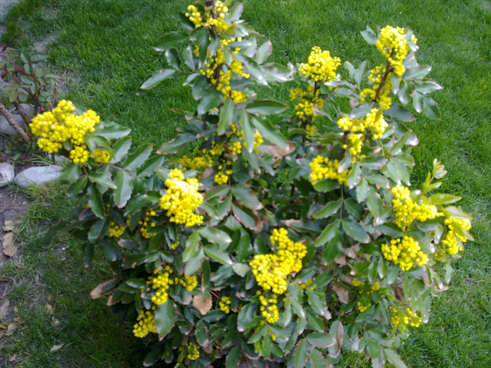 NU e LAUR. Este MAHONIA! (multumesc) - 0021 GRADINA in 2012