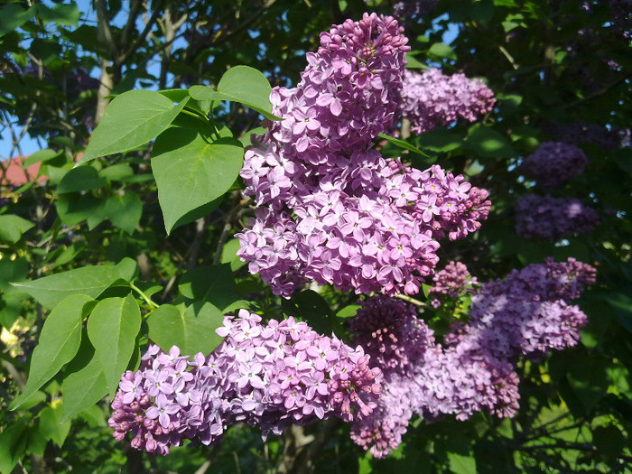 27.04.2012 liliac - 0021 GRADINA in 2012