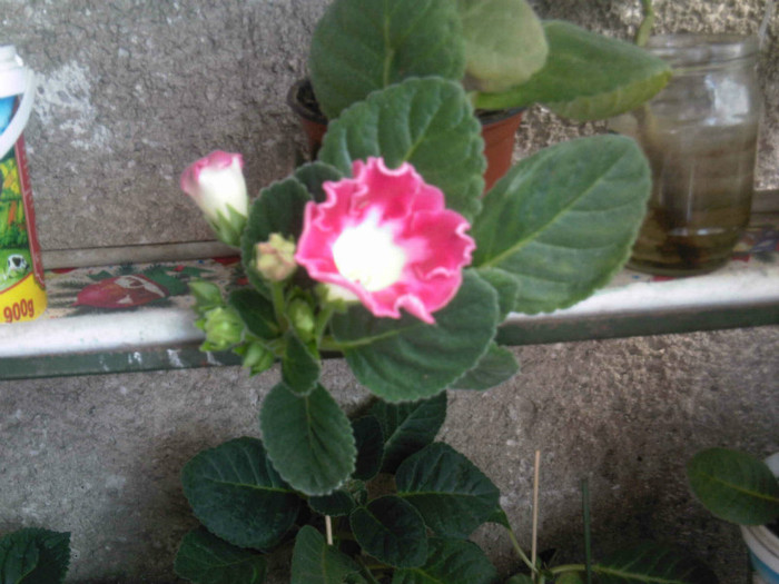 rosalinda 4 mai 2012