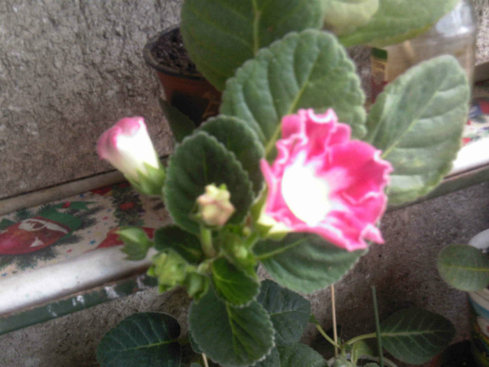 frumoasa rosalinda,am pierdut-o...