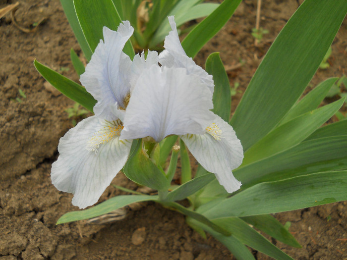 Azurea  pumila - irisi 2012