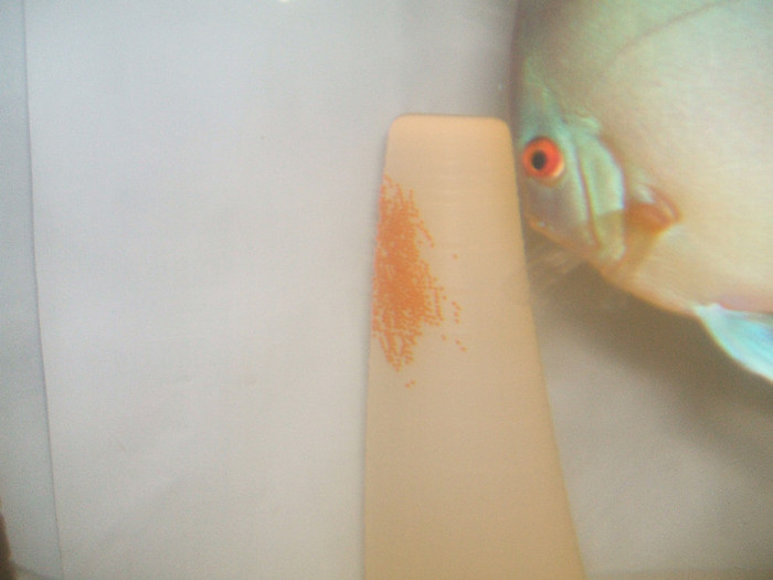 Prima depunere - My Discus fish