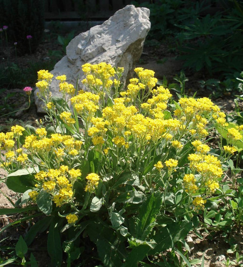 pic 023 - Alyssum gold