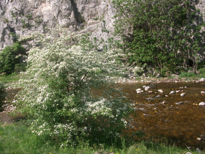 Picture 182 - pe Valea Sohodolului
