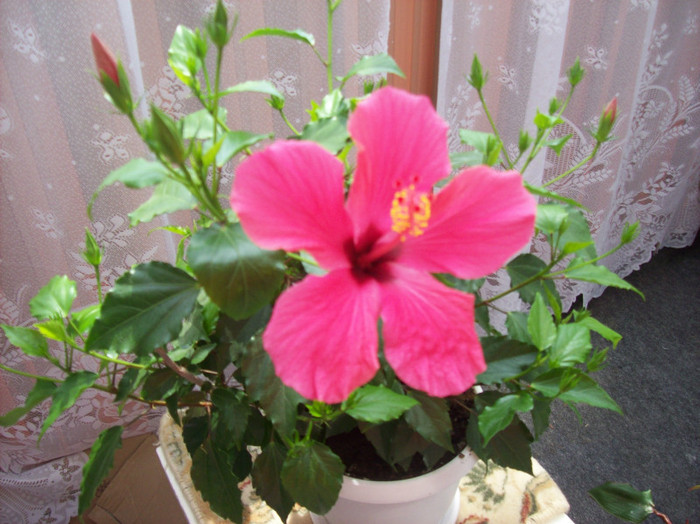 101_3021 - hibiscus