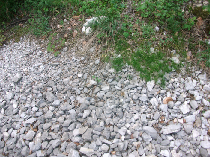 Picture 229