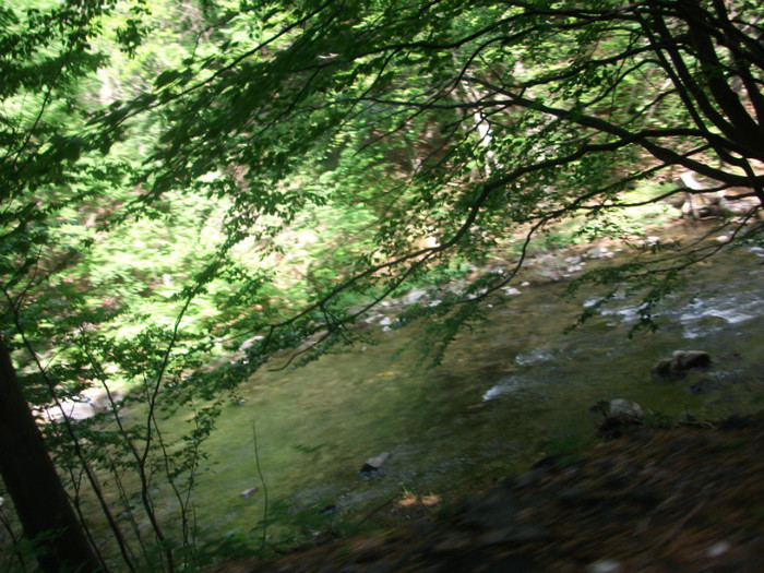 Picture 239