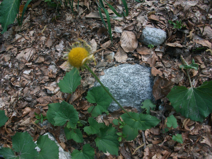 Picture 273