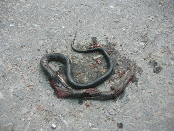 Picture 327