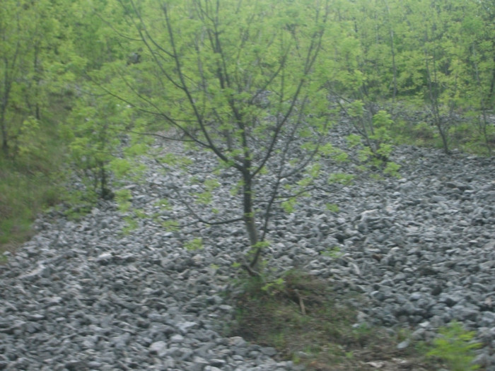 Picture 339