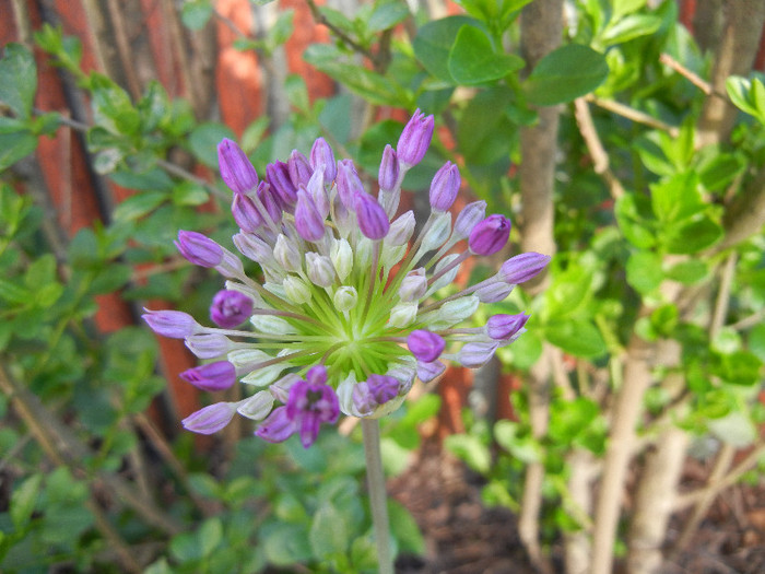 Allium Purple Sensation (2012, April 30)