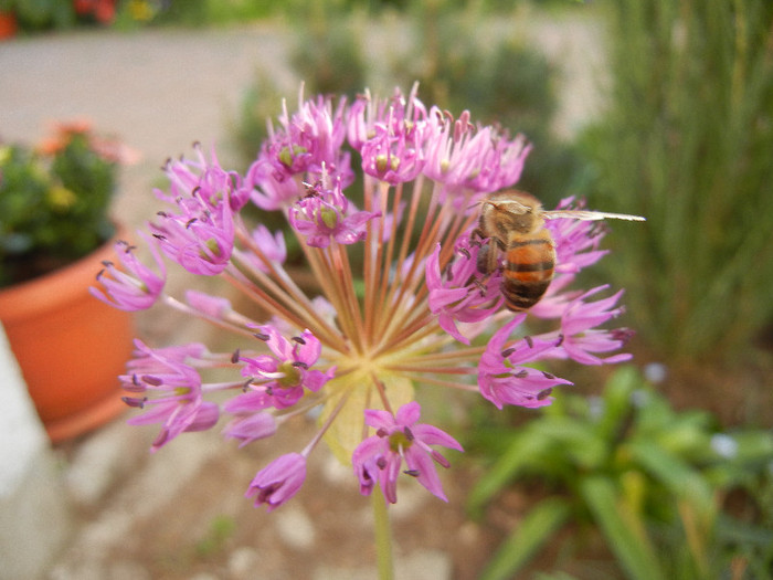 Allium Purple Sensation (2012, April 30)