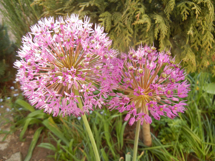 Allium Purple Sensation (2012, April 30)