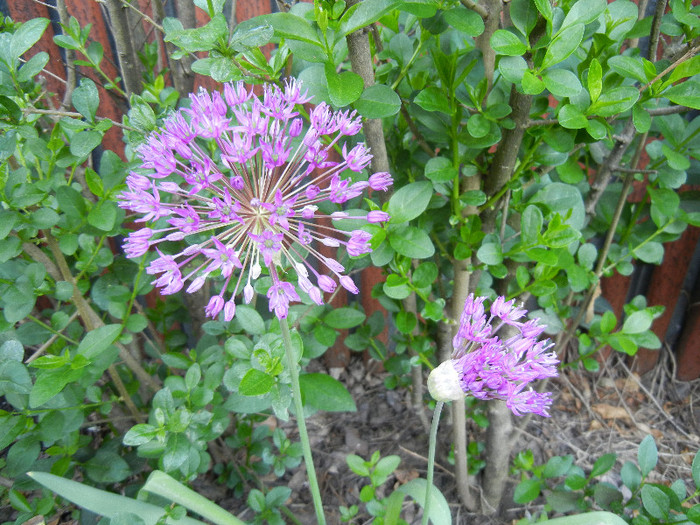 Allium Purple Sensation (2012, May 03)
