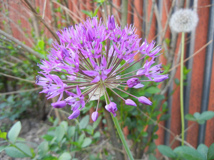 Allium Purple Sensation (2012, May 03)