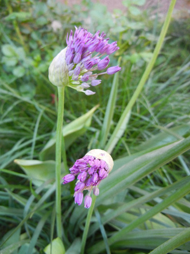 Allium Purple Sensation (2012, May 03)