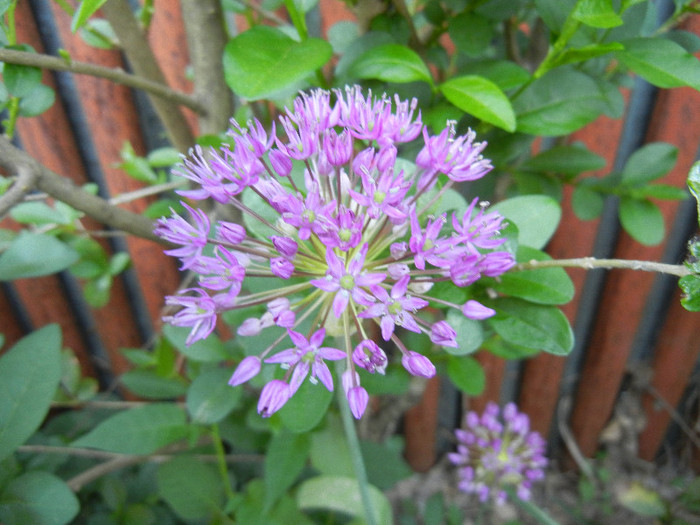 Allium Purple Sensation (2012, May 03)