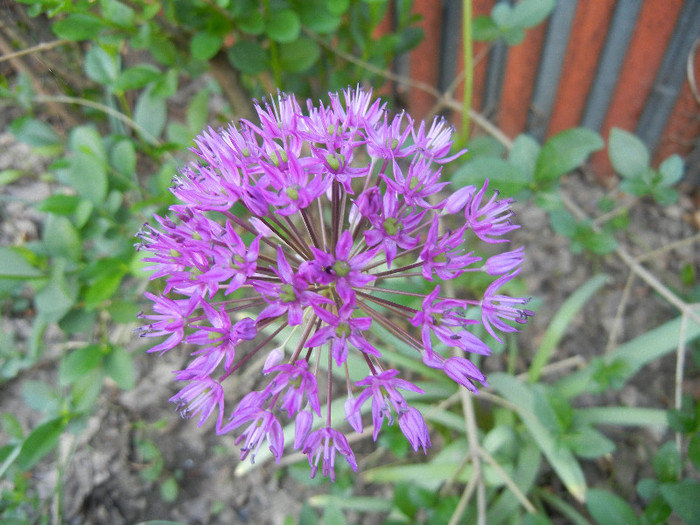Allium Purple Sensation (2012, May 03)