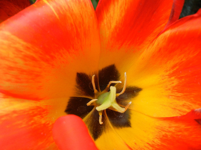 Tulipa Orange Bowl (2012, April 28) - Tulipa Orange Bowl