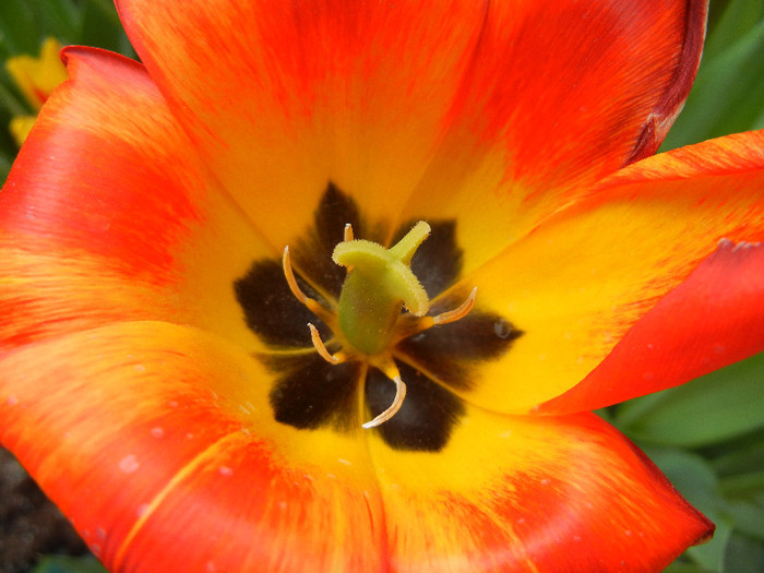 Tulipa Orange Bowl (2012, April 28) - Tulipa Orange Bowl