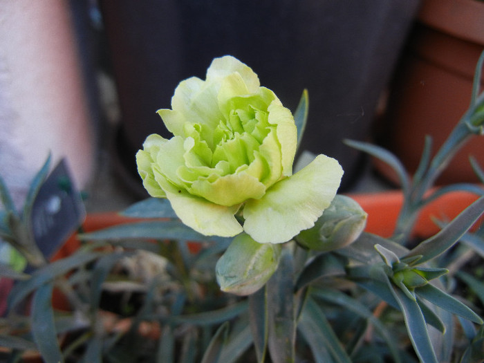 Dianthus Adorable JADE (2012, May03)