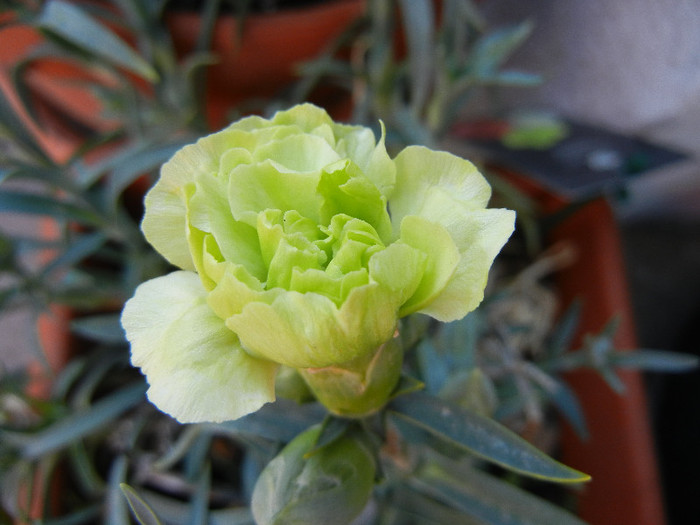 Dianthus Adorable JADE (2012, May03)