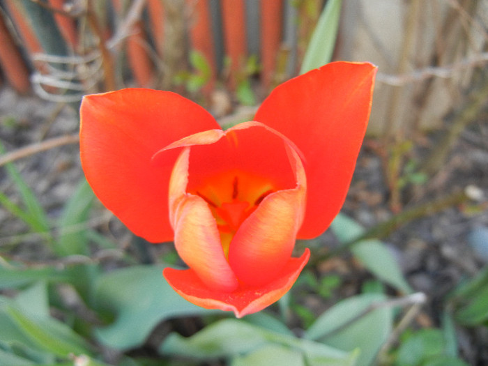Tulipa Orange Bouquet (2012, April 22)