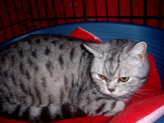 British Sepia; cu 1 zi inainte de fatare.28.03.2012
