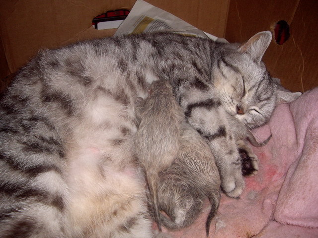 British Sepia; la o ora dupa fatare,fericita mamica a 4 pui
