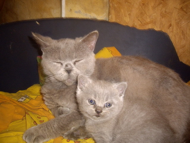 British Lulu si Pegas; Pegas mascul 4 sapt nascut 30.03.2012
